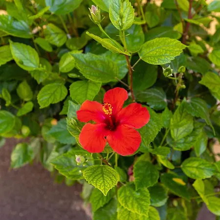 Caleta Paraiso Sea View 137 *