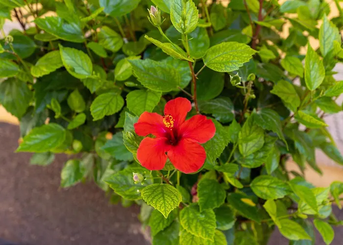 Caleta Paraiso Sea View 137 *